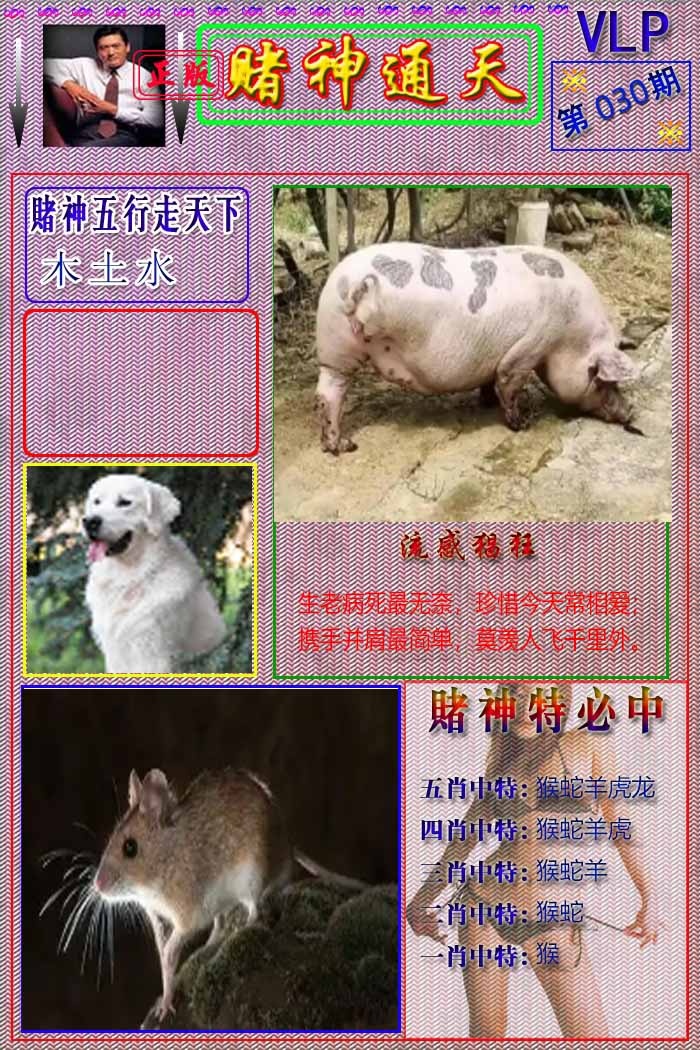 030期赌神通天报[图]
